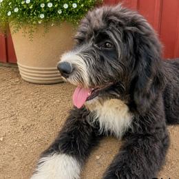 G2 BW - Black and white female Bernedoodle puppy in North Zulch, Texas from Sweet Pup Schnauzers