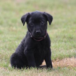 Girl maroon collar - Black female Labrador Retriever puppy in Four Oaks, North Carolina from TLC Retrievers
