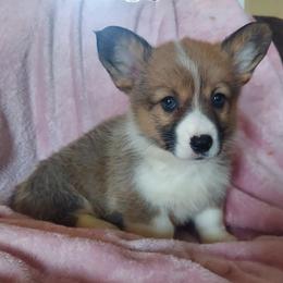 American Corgis and Pembroke Welsh Corgis from Skoal Creek Corgi's