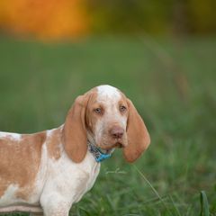Bracco Italiano, German Shorthaired Pointer, and Vizsla Puppies from Nosam Kennels