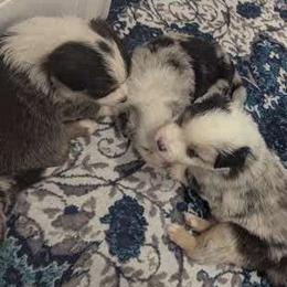 Miniature Australian Shepherds from Laurie Chason
