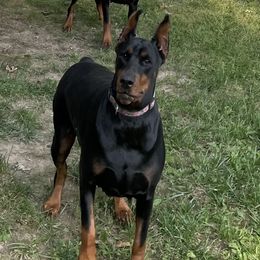 Flora - Doberman Pinscher