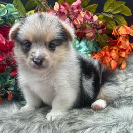 Panda - Blue merle and white female American Corgi puppy in Missouri from Country Legends Aussies & Corgis
