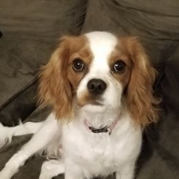 Cavalier King Charles Spaniels from Southern California Cavaliers