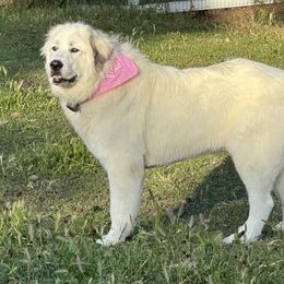 Great Pyrenees All Grown Up from McCarthy Ranchette