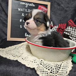 4 pink collar girl - Black and tan female Pembroke Welsh Corgi puppy in Harrisburg, Illinois from Parish Corgis