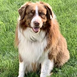 Levi - Australian Shepherd