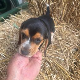 Puppy 1 - White black and tan male Beagle puppy in Martinton, Illinois from Iroquois River Beagles