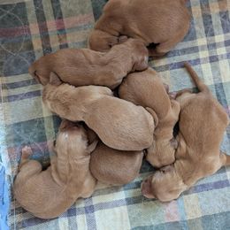 Lettuce (female 4) - Dark golden female Golden Retriever puppy in Wendell, Minnesota from Floden Farm Golden Retrievers