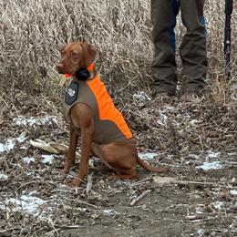 Nelli - Vizsla