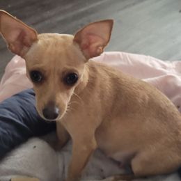 Chihuahuas from Red Sox Litter
