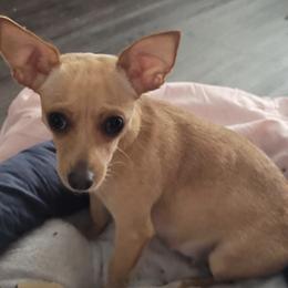 Chihuahuas from Red Sox Litter