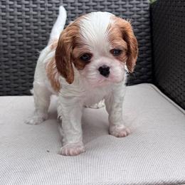 Cavalier King Charles Spaniel Puppies from Acorn Hollow Cavaliers