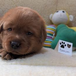 Brown Dot - Yellow male Labrador Retriever puppy in Farmingdale, New Jersey from Familyraised Labradors