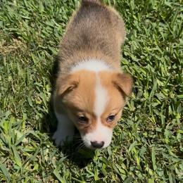 Finley - Red male Pembroke Welsh Corgi puppy in Magnolia, Texas from Wiggle Ranch Corgis