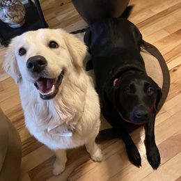 Golden Retriever Puppies from Panhandle PawsNClaws