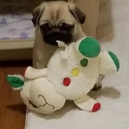 Pug Puppies from Mari Anne Parks