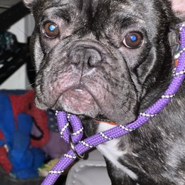 Inky - French Bulldog