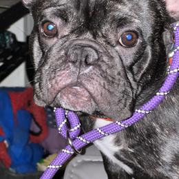 Inky - French Bulldog