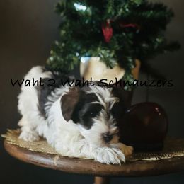 Oakley - Parti female Miniature Schnauzer puppy in Littleton, Colorado from Wahl 2 Wahl Schnauzers