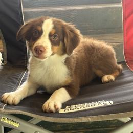 Pumpkin - Red tri male Miniature Australian Shepherd puppy in Kentwood, Louisiana from Frazier Fluff & CO.