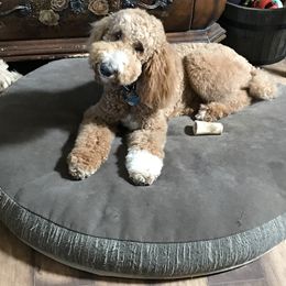 Goldendoodle and Poodle Puppies from Gloriasgoldendoodles
