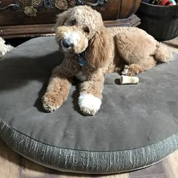 Goldendoodle and Poodle Puppies from Gloriasgoldendoodles