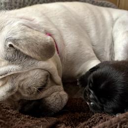 Pug Puppies from Jacobson’s Sassy Pugs