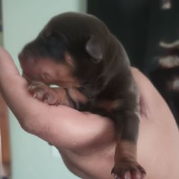 Girl 2 - Chocolate and rust female Miniature Pinscher puppy in Roseville, Michigan from Nicole Anderson