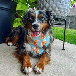 Kimber - Miniature Australian Shepherd