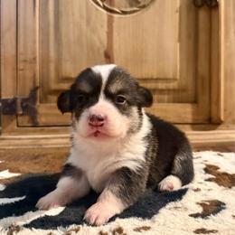 Tri Female - Black and tan female Pembroke Welsh Corgi puppy in Johnson City, Texas from McCall Creek Corgis