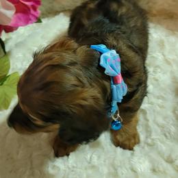 Dachshund Puppies from CLARK'S BREEDING PROGRAM