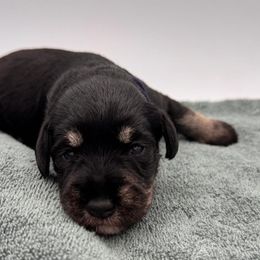 Miniature Schnauzer Puppies from Blissful Standards
