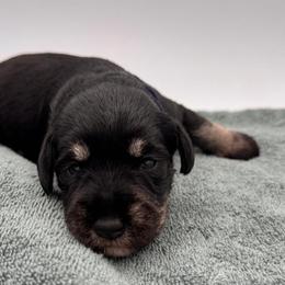 Miniature Schnauzer Puppies from Blissful Standards