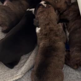 Boxers from KCF Boxers