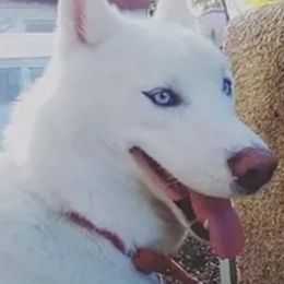 Siberian Huskies from Wild Eclipse Kennels