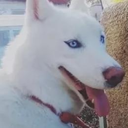 Siberian Huskies from Wild Eclipse Kennels