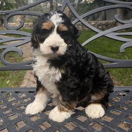 Simba - Tri-color male Bernedoodle puppy in Las Vegas, Nevada from Perfect Bernedoodles