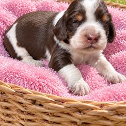Female 3 - Tri-Roan female English Springer Spaniel puppy in Fairfield, California from Goldridge Springers