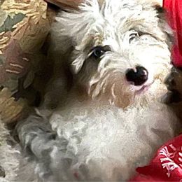 Bridget - Bernedoodle