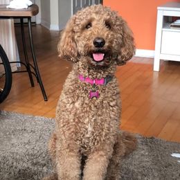 Molly - Labradoodle