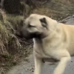 Central Asian Shepherd Dogs, Kangals, and Turkish Boz Shepherds from Armstrong Supreme Team Guardian Dogs