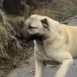 Central Asian Shepherd Dogs, Kangals, and Turkish Boz Shepherds from Armstrong Supreme Team Guardian Dogs