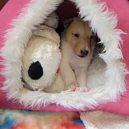 Collie Puppies from Qualteri Collies