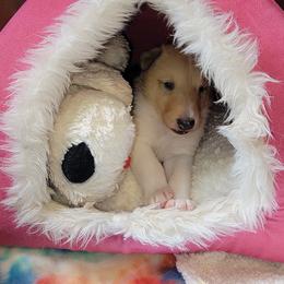 Collie Puppies from Qualteri Collies
