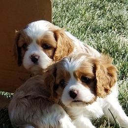 Cavalier King Charles Spaniels from SanS Cavaliers