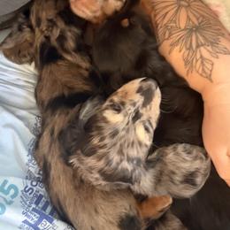 Dachshund Puppies from Birkin’ Paws