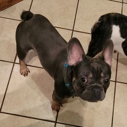 Bluey - French Bulldog