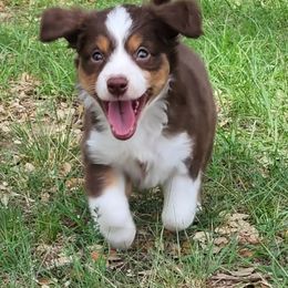 Miniature Australian Shepherds from Hidden Leaf Aussies