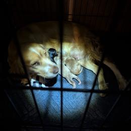 Working homes needed - Black and tan male English Cocker Spaniel puppy in Phillips, Nebraska from Fenloch Gundogs
